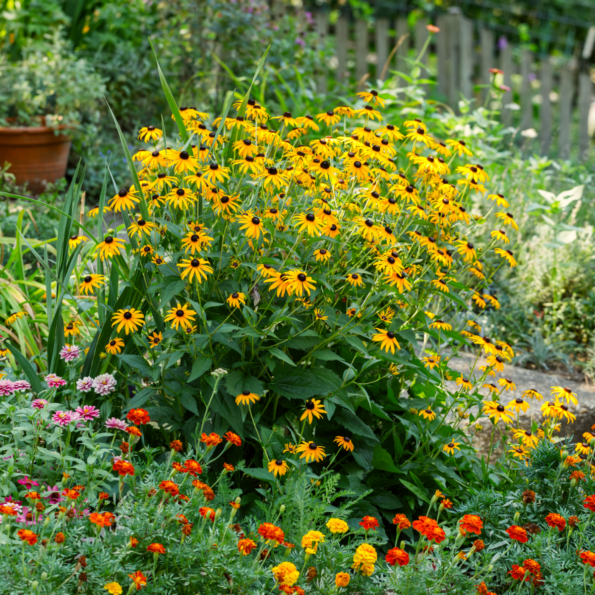 Goldsturm Black-Eyed Susan