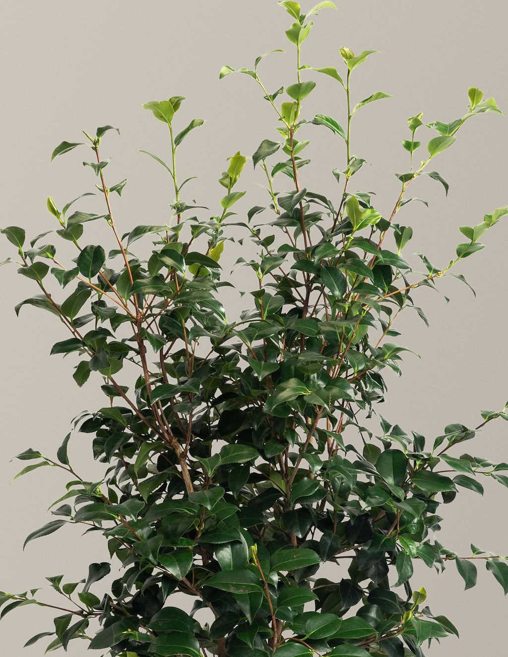 Greensboro Red Camellia