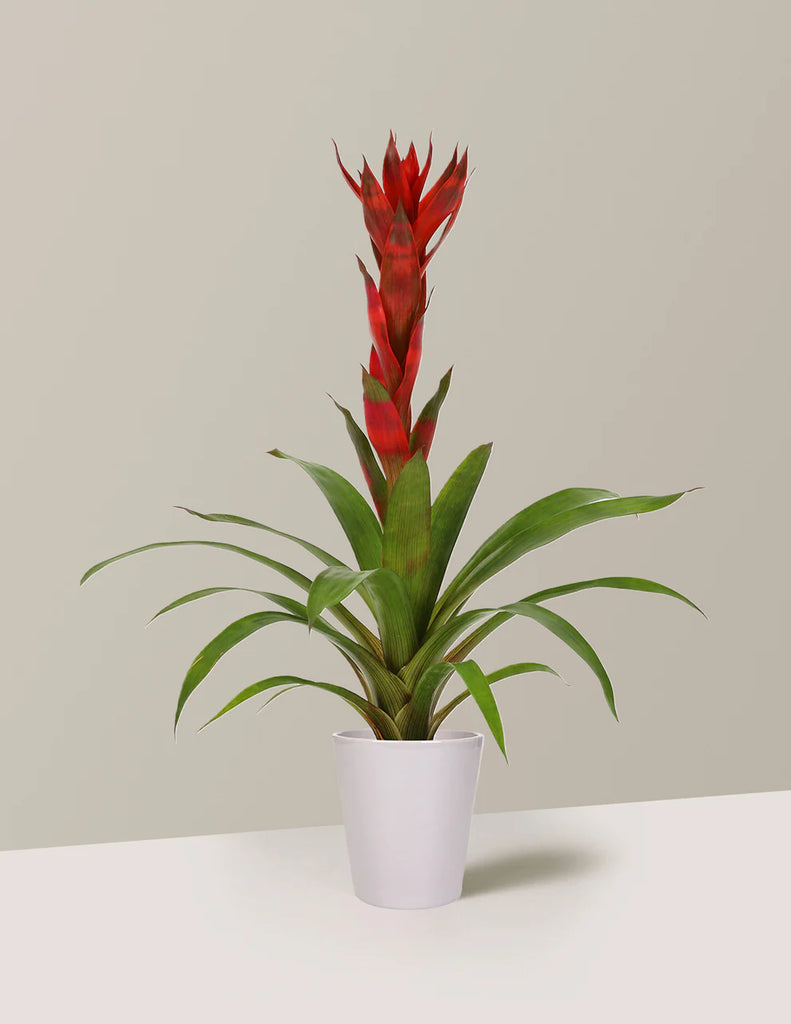 How to care for a Bromeliad Guzmania Marsha