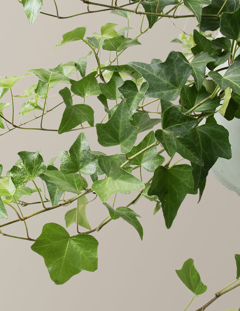 How to care for a Ivy
