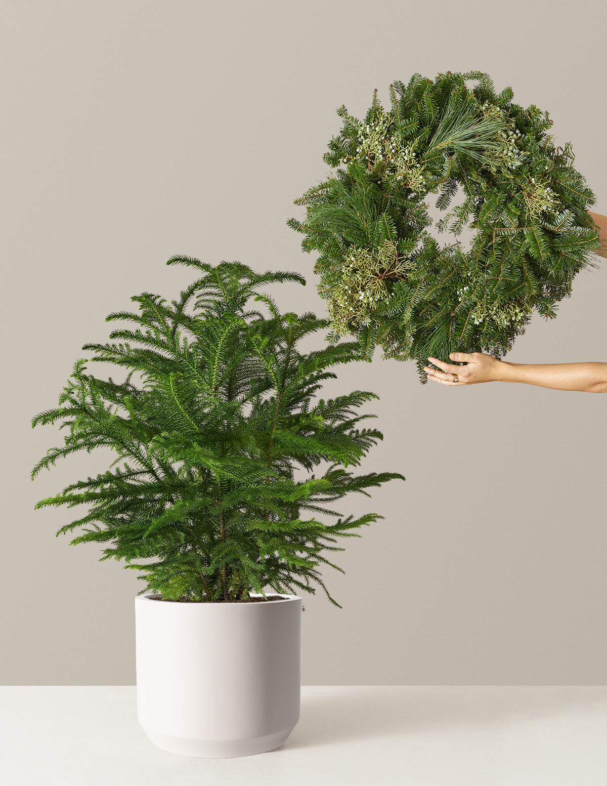 files/the-sill_Holiday-Duo-Deluxe_Large_Mexia_Cream_Variant.jpg