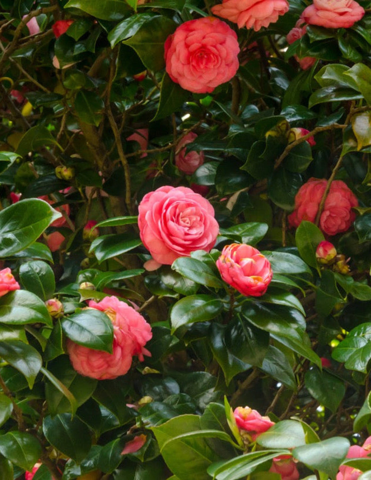 Jack's Camellia