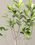 Jane Magnolia