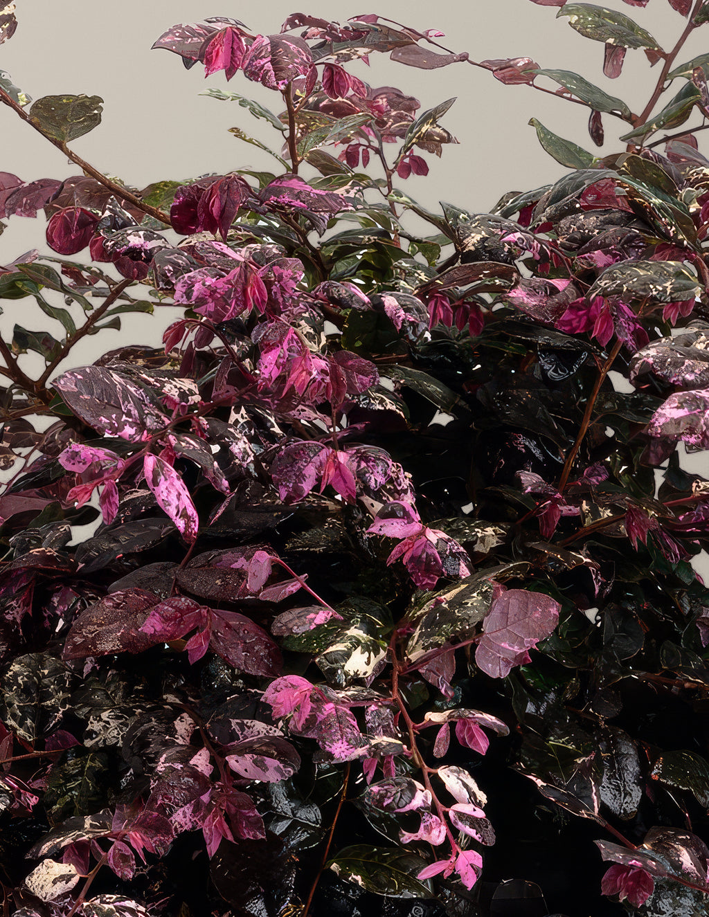Jazz Hands Variegated® Loropetalum