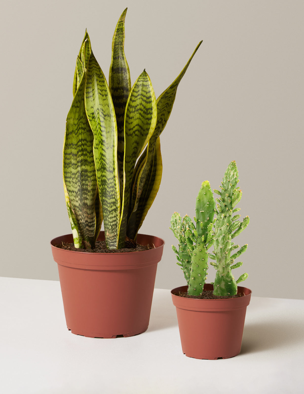 bundle | Small & Medium | Grow Pot
