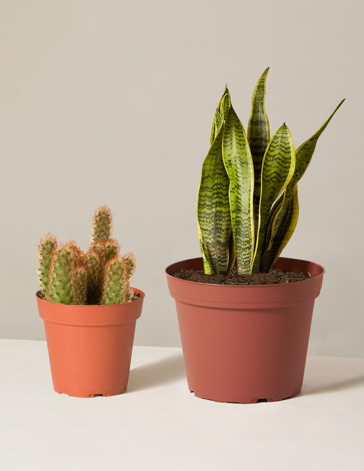 files/the-sill_Jetsetter-Duo_Small-Medium_Growpot_Variant_387948ac-63c4-4974-995e-95d98deee7a2.jpg