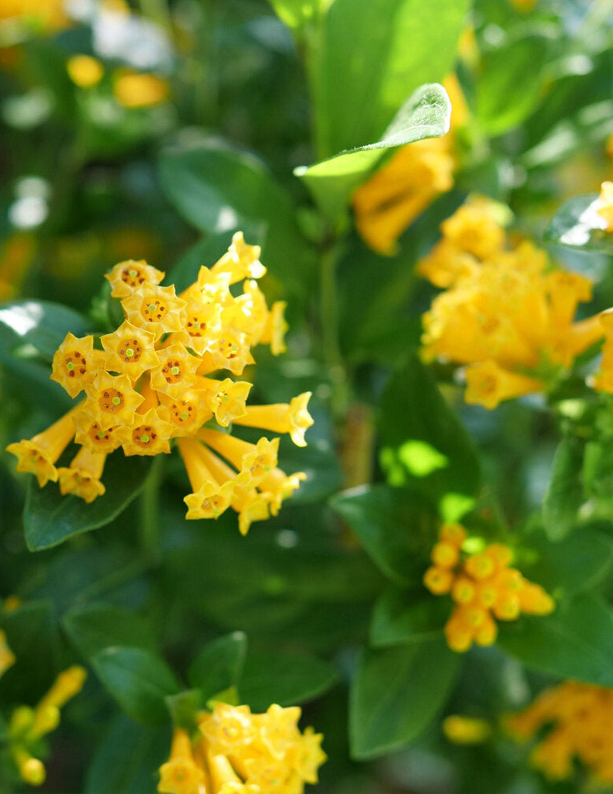 files/the-sill_Juiced-Orange-Jessamine.jpg