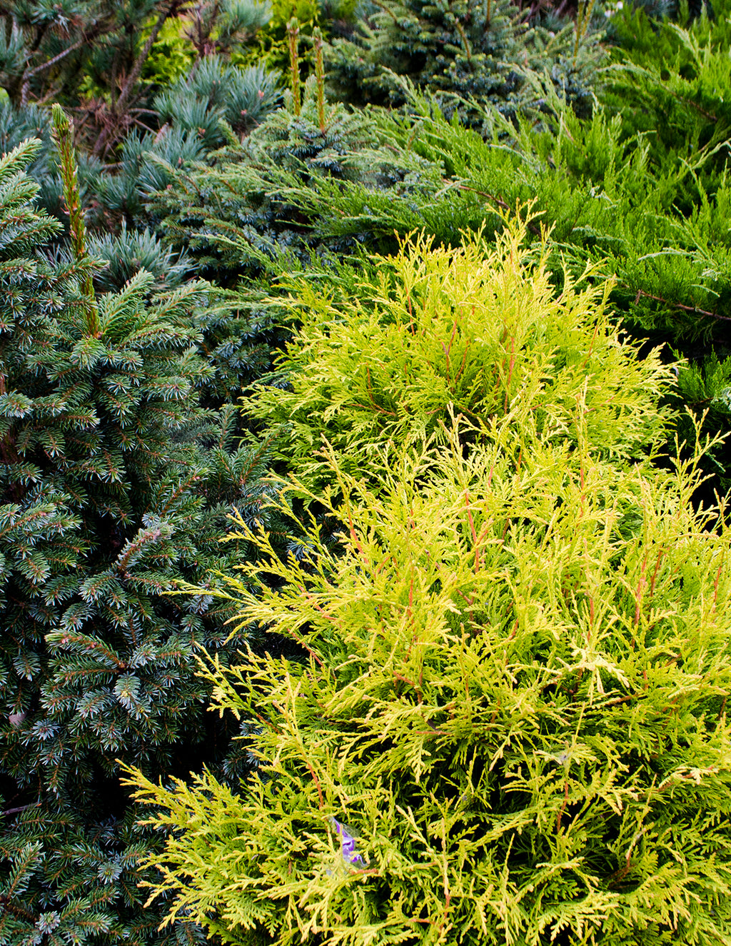 King's Gold Threadbranch Cypress