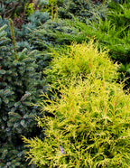 King's Gold Threadbranch Cypress