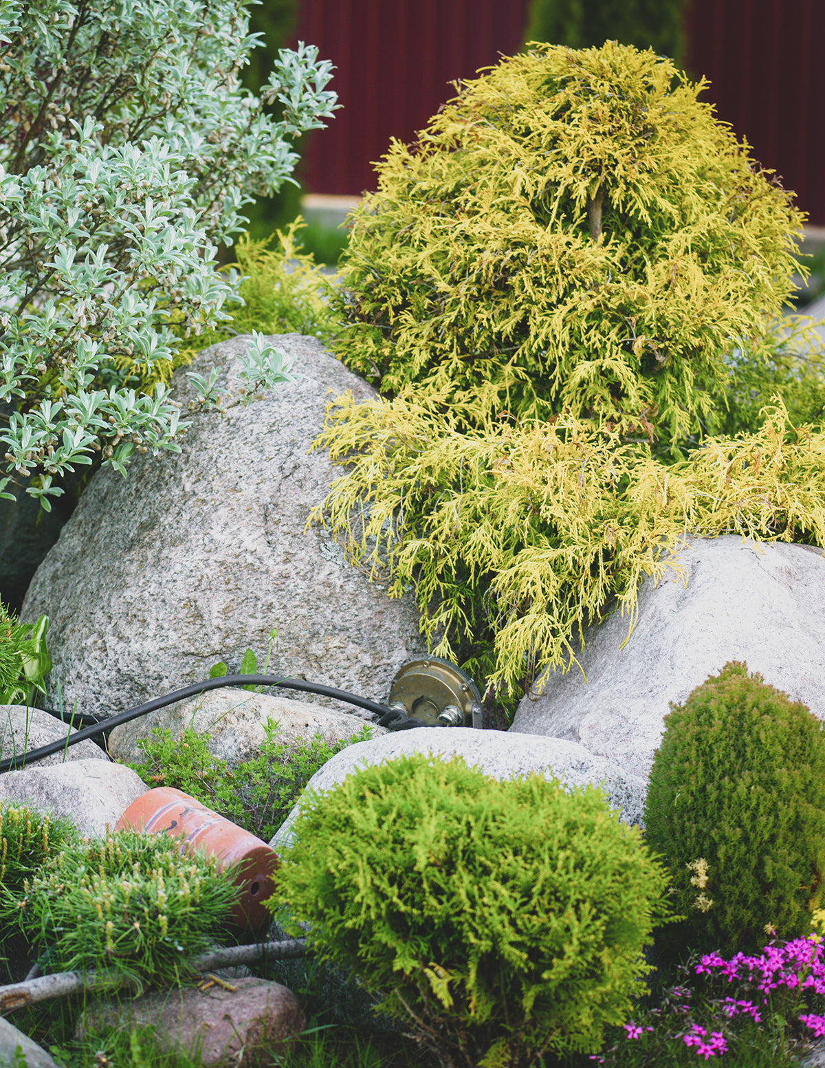 files/the-sill_Kings-Gold-Threadbranch-Cypress_gallery-004.jpg