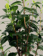 LA Peppermint Camellia