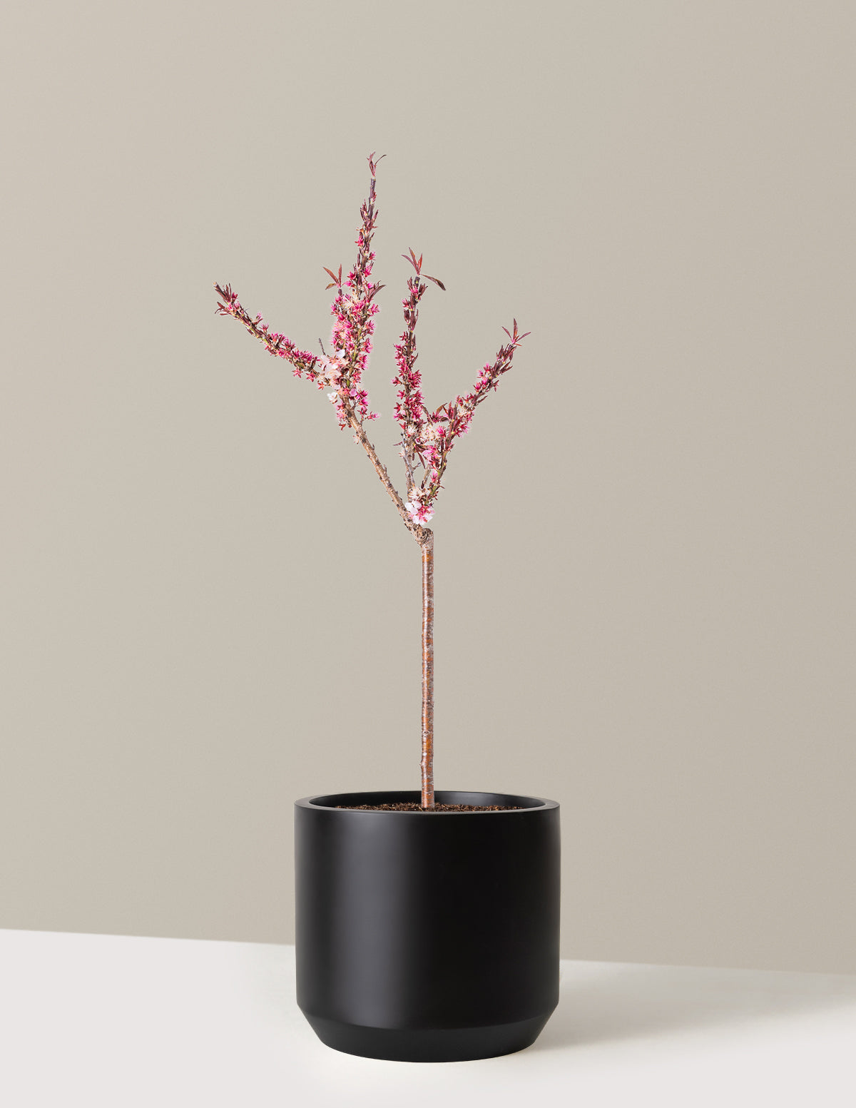 Bonfire Patio Peach Plant