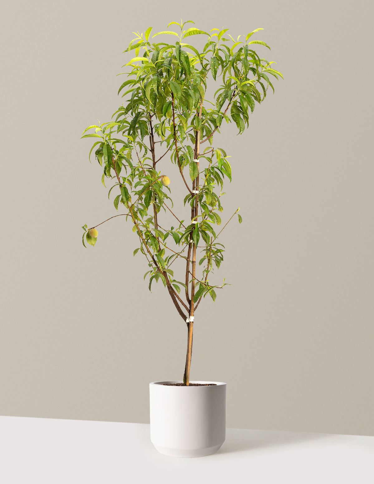files/the-sill_Large-4-in-1-Peach-Tree-_3-4ft-5-Gallon__Large-Mexia-Cream_Variant.jpg