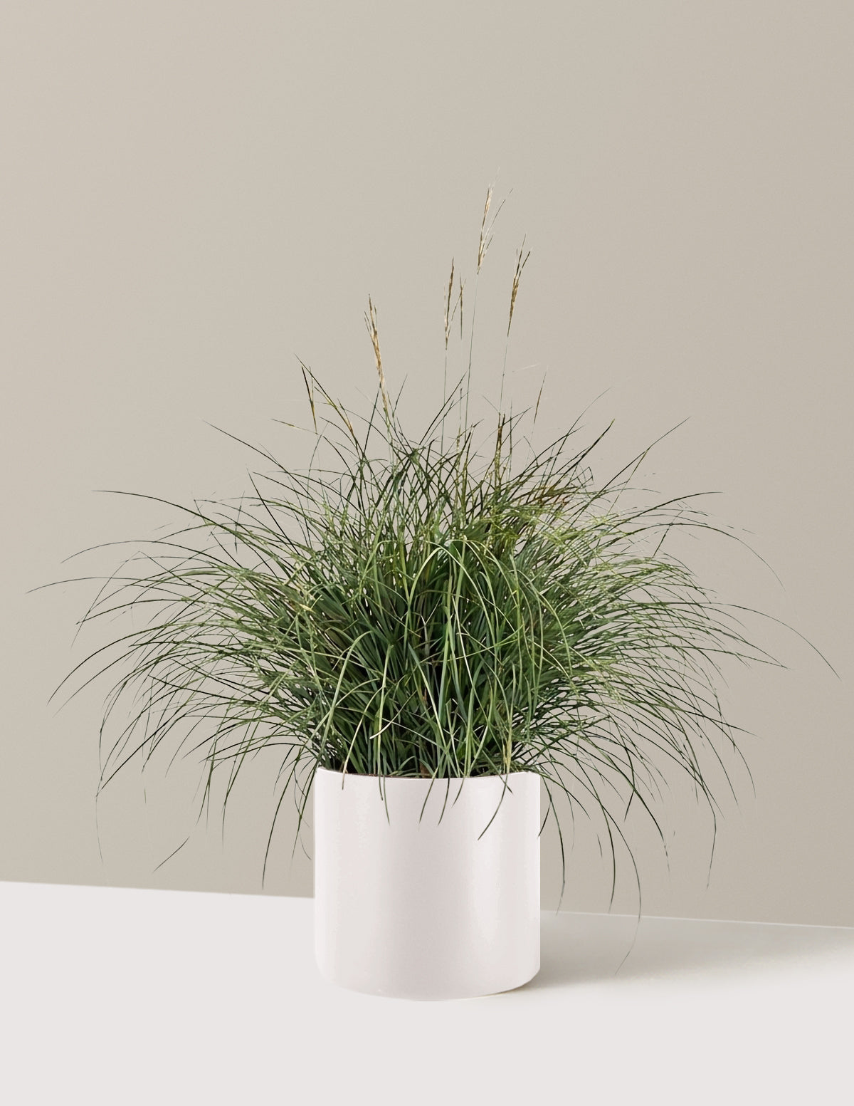 Adagio Maiden Grass
