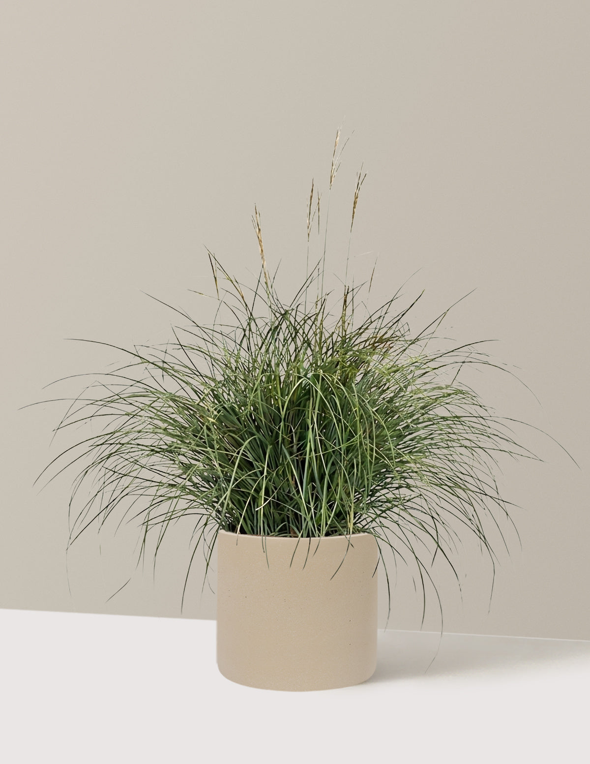 Adagio Maiden Grass
