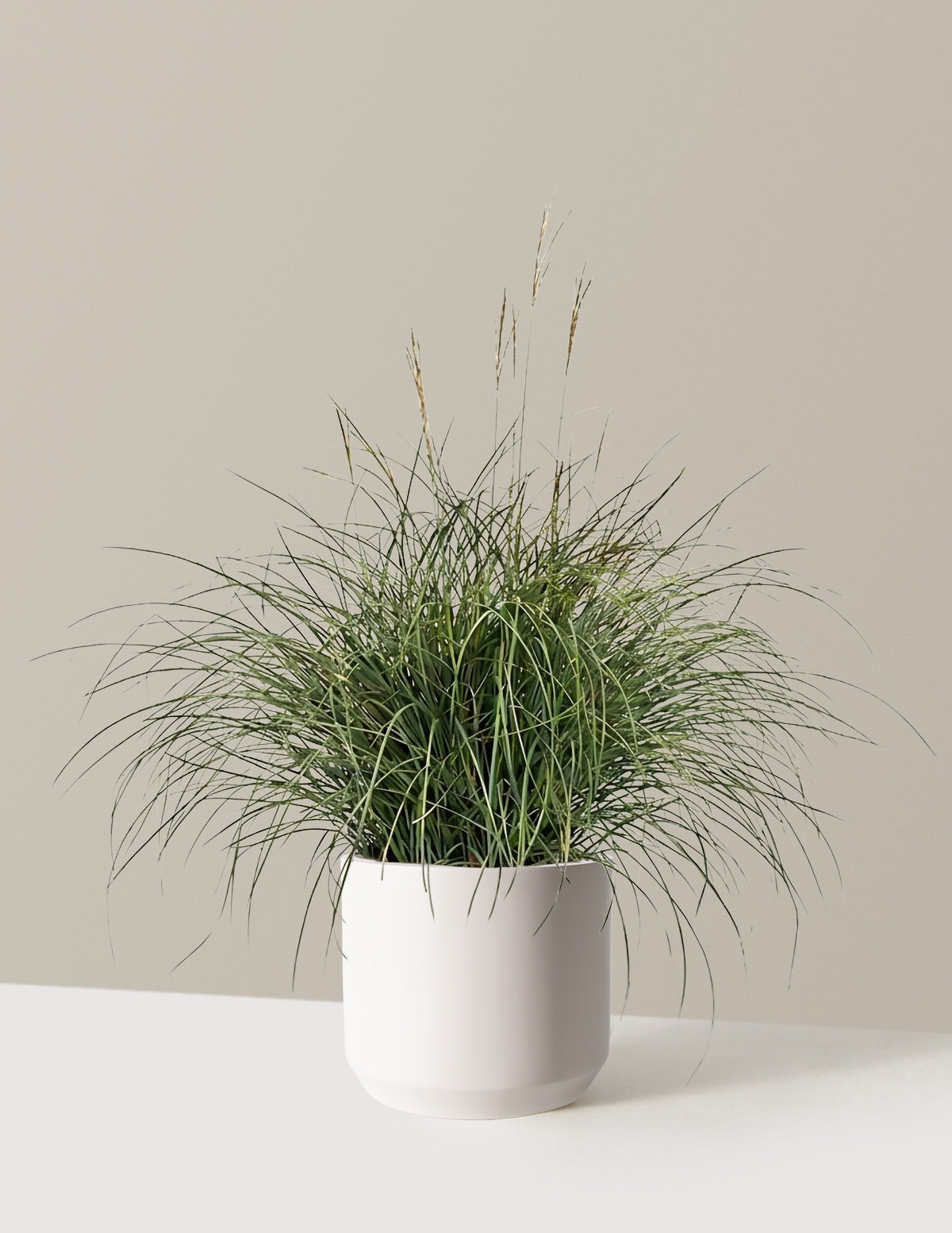 Adagio Maiden Grass