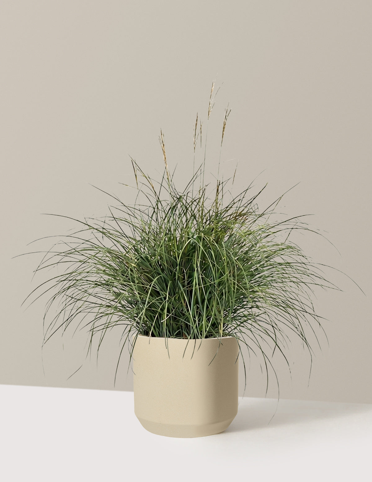 files/the-sill_Large-Adagio-Maiden-Grass_Large_Mexia-Sand_Variant.jpg