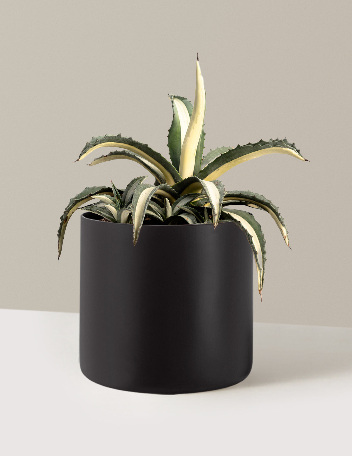 bundle | 3 Gallon | Agnes | Black