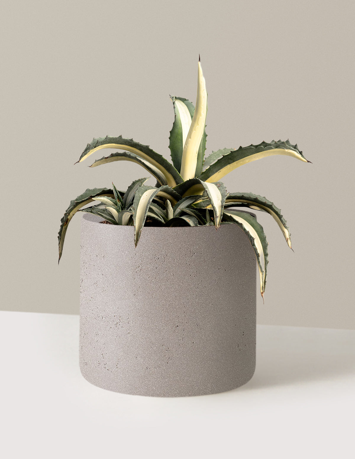 bundle | 3 Gallon | Agnes | Cement Grey