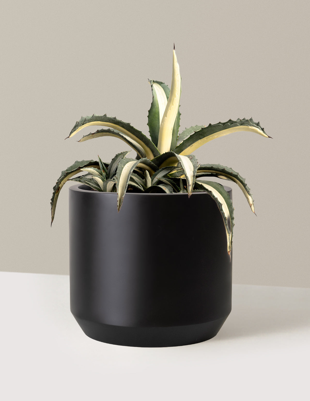 bundle | 3 Gallon | Mexia | Black