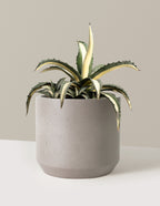 bundle | 3 Gallon | Mexia | Cement Grey