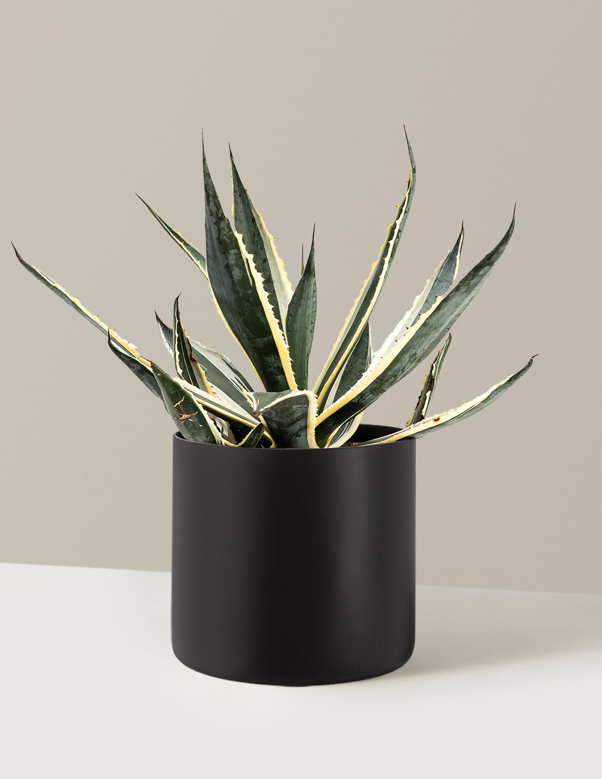 bundle | 3 Gallon | Agnes | Black
