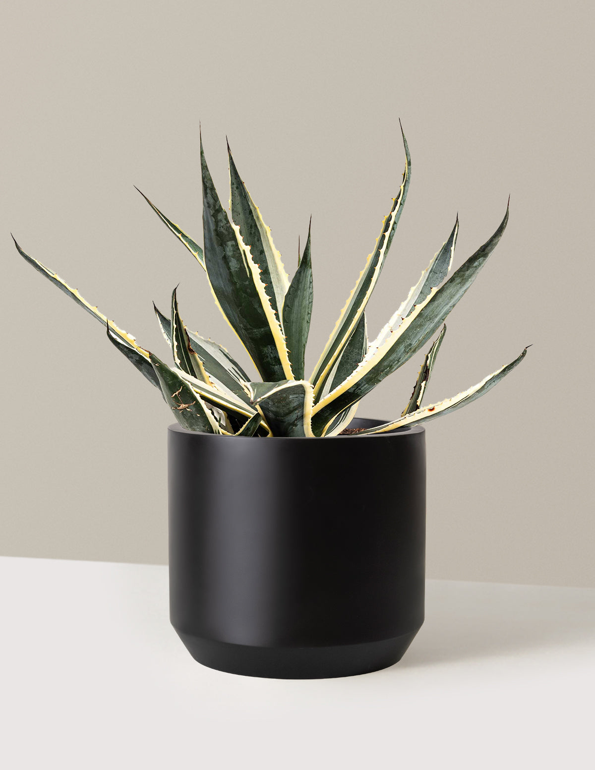 files/the-sill_Large-Agave-Americana-Variegata-_3-Gallon__Large-Mexia-Black_Variant.jpg