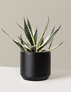 bundle | 3 Gallon | Mexia | Black