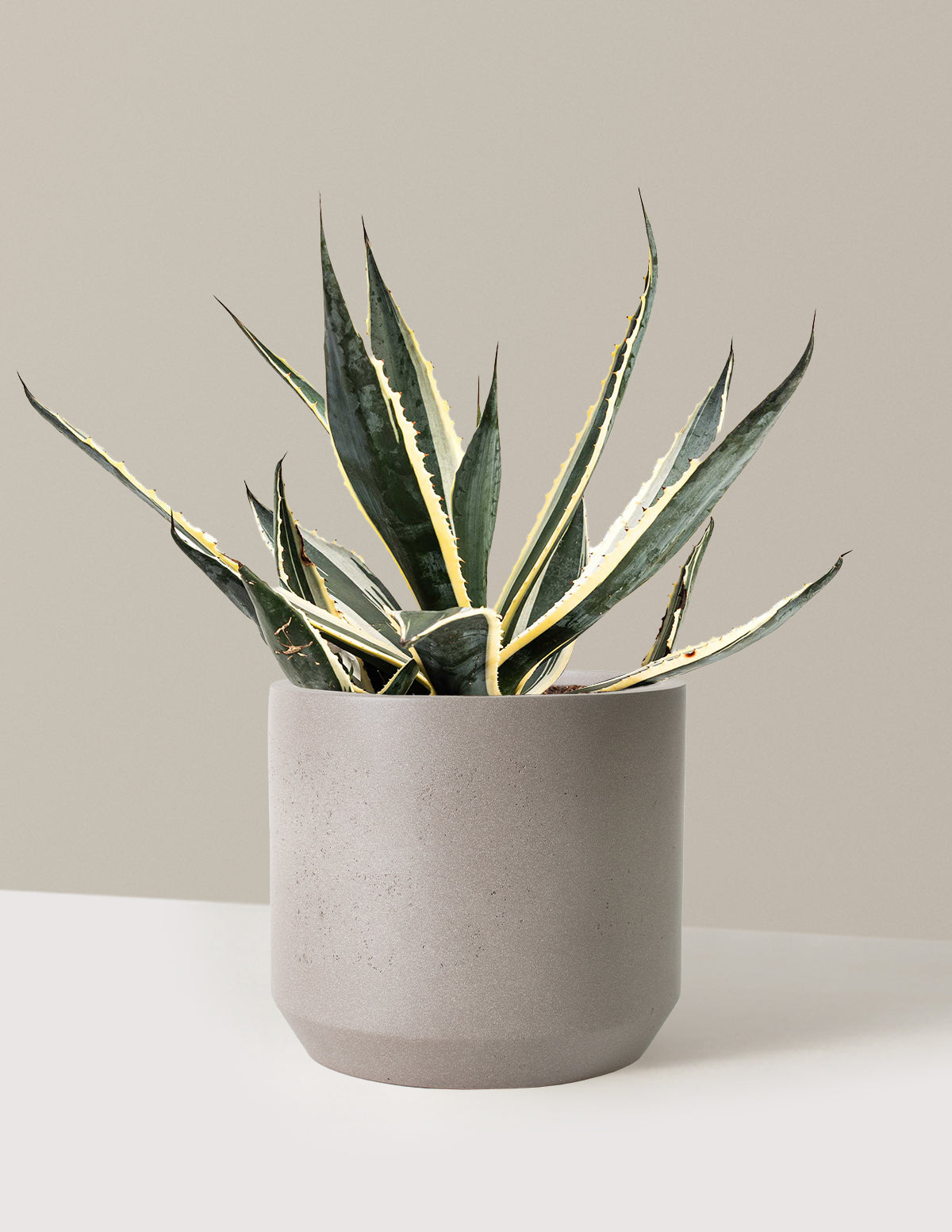 bundle | 3 Gallon | Mexia | Cement Grey
