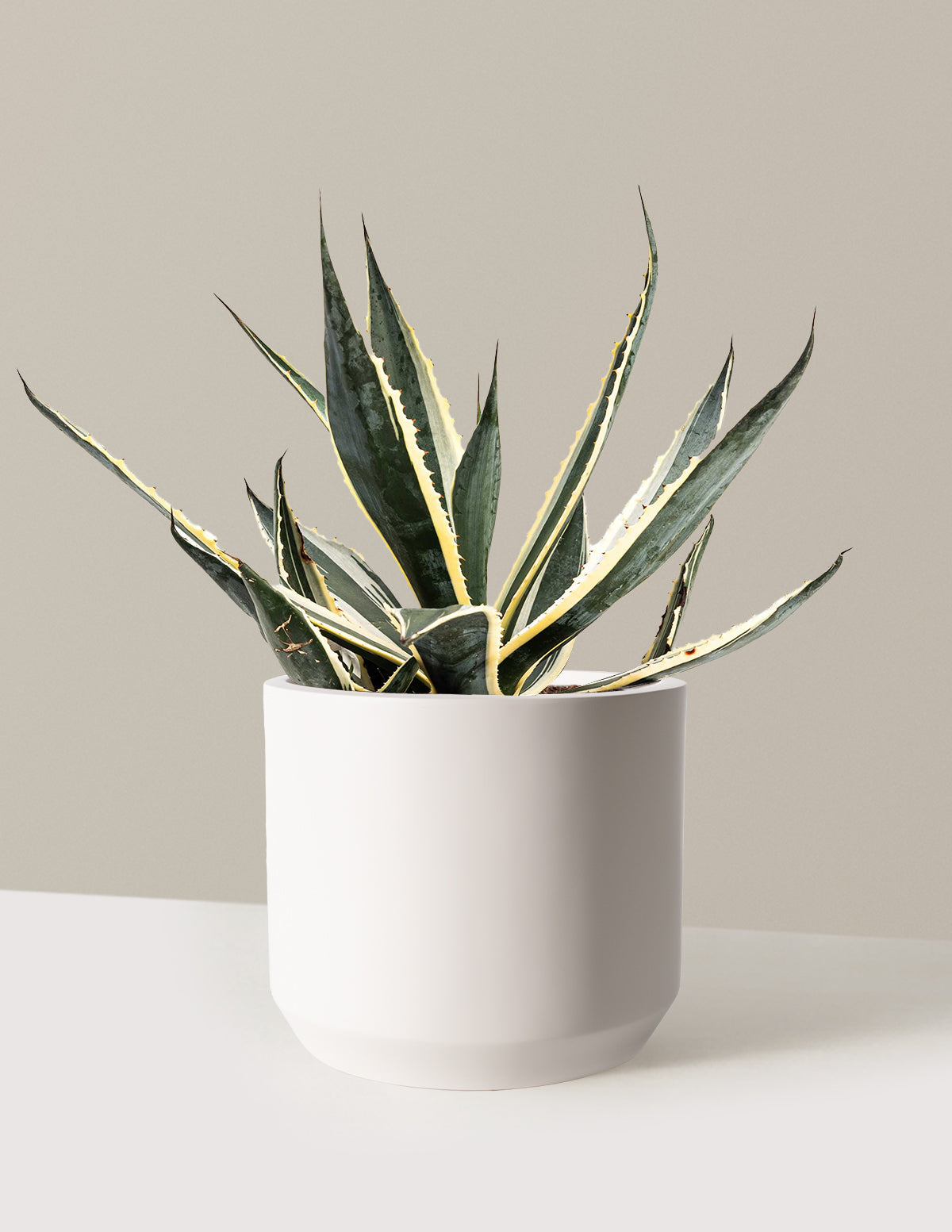 bundle | 3 Gallon | Mexia | Cream