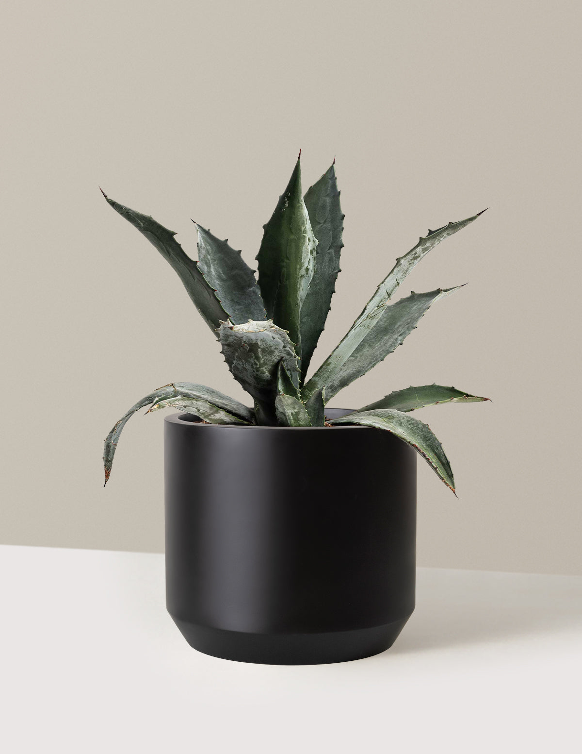 files/the-sill_Large-Agave-Americana-_-3-Gallon__Large-Mexia-Black_Variant.jpg