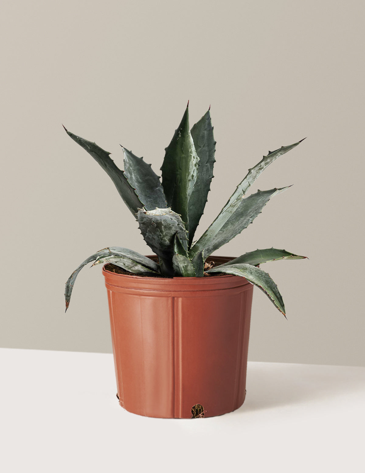 bundle | 3 Gallon | Grow Pot