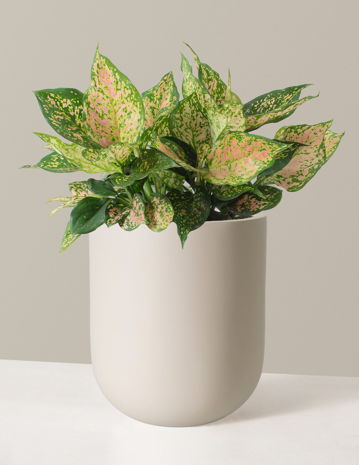 files/the-sill_Large-Aglaonema-Lucky-Red_Large_Pallas_Cream_Variant.jpg