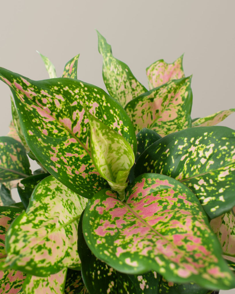 How to care for a Aglaonema Lucky Red