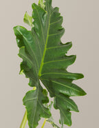 Alocasia Portora