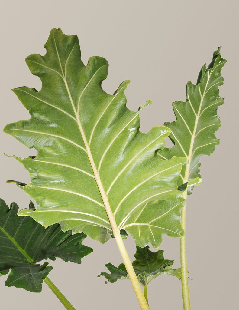 How to care for a Alocasia Portora