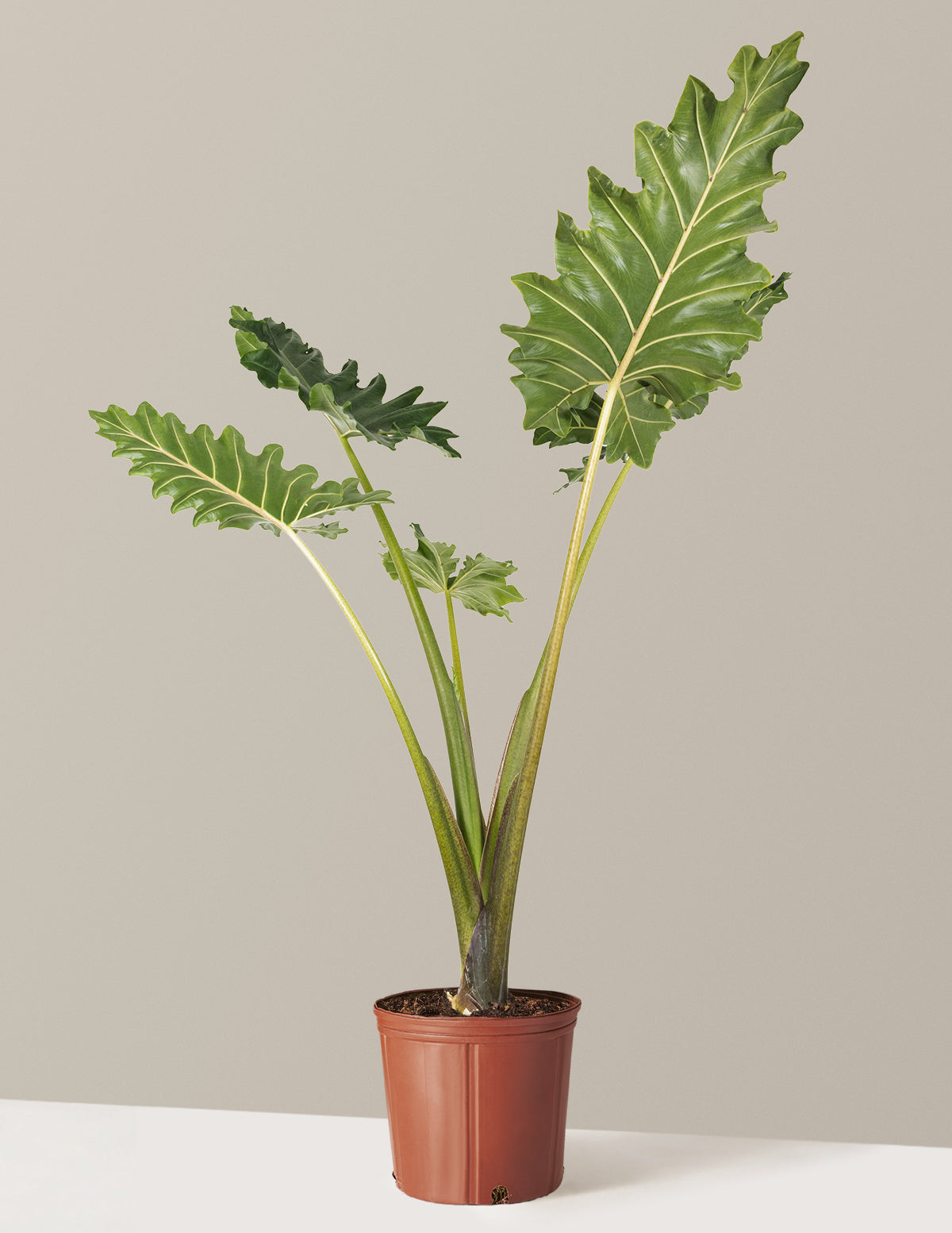 Alocasia Portora