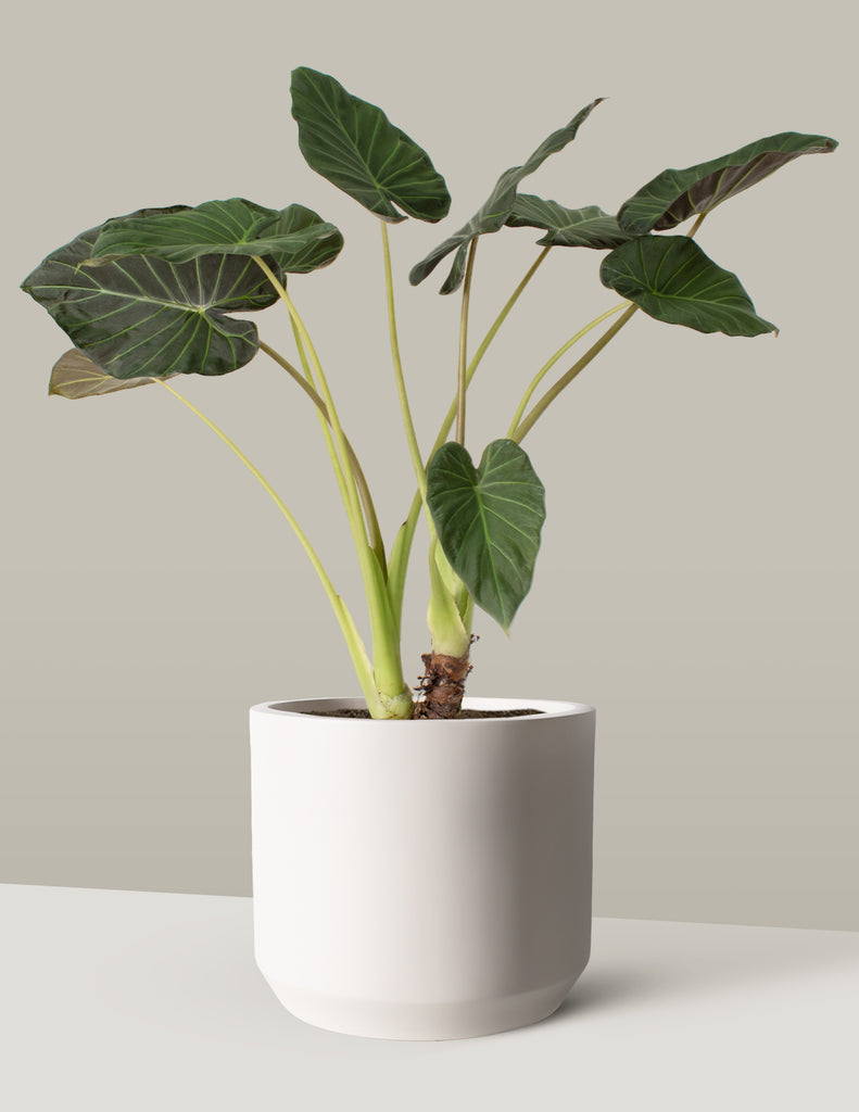 How to care for a Large Alocasia Regal Shield