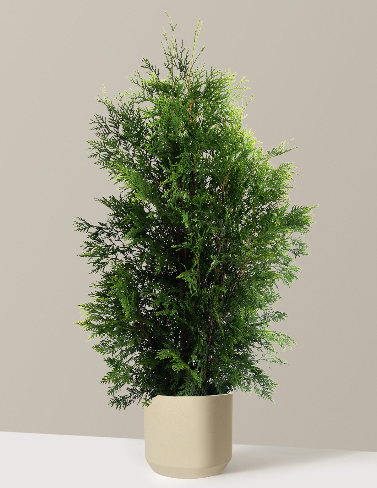 files/the-sill_Large-American-Pillar-Thuja_Large_Mexia-Sand_Variant.jpg