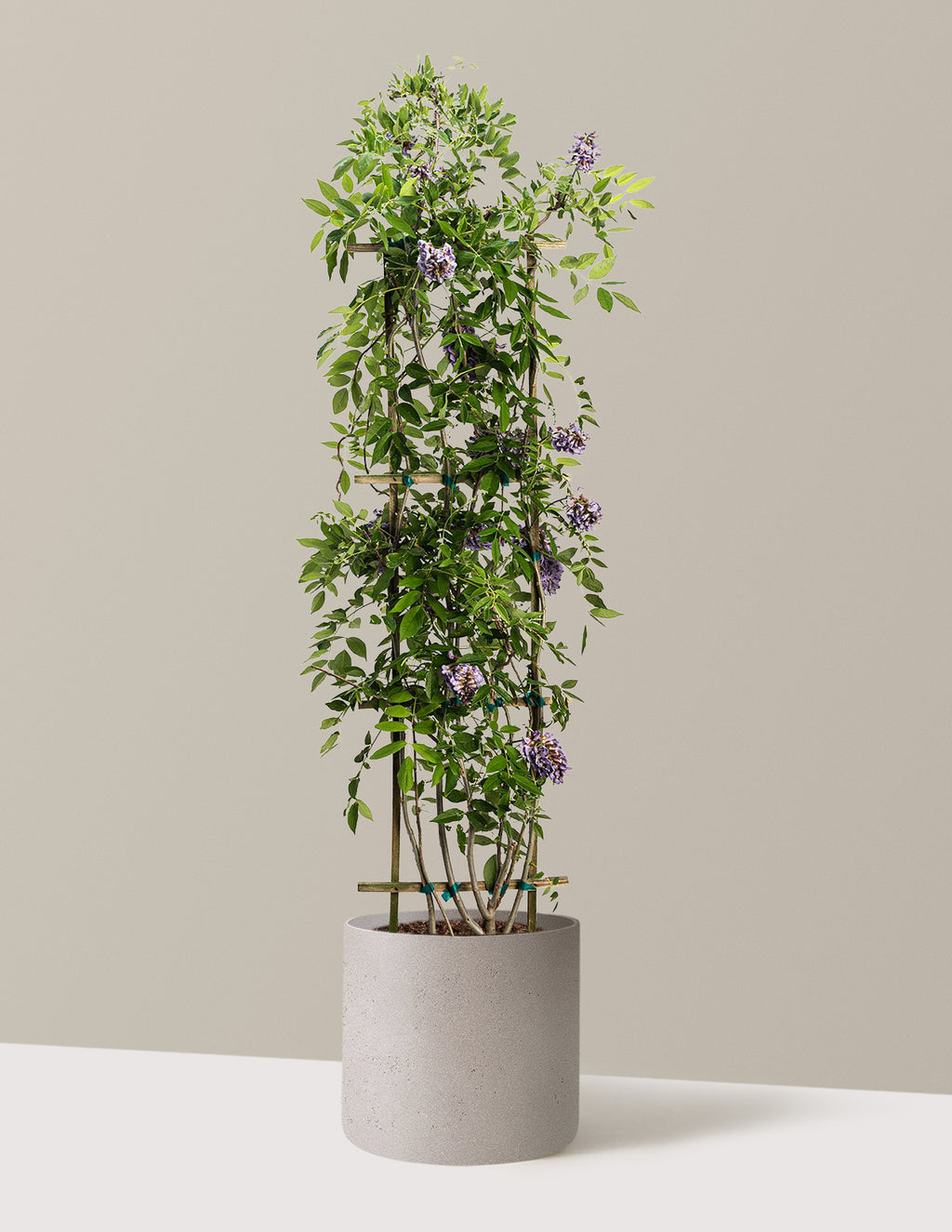 Amethyst Falls Wisteria