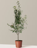 3-in-1 Apple Tree