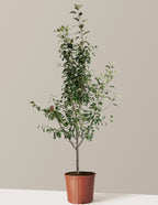 3-in-1 Apple Tree