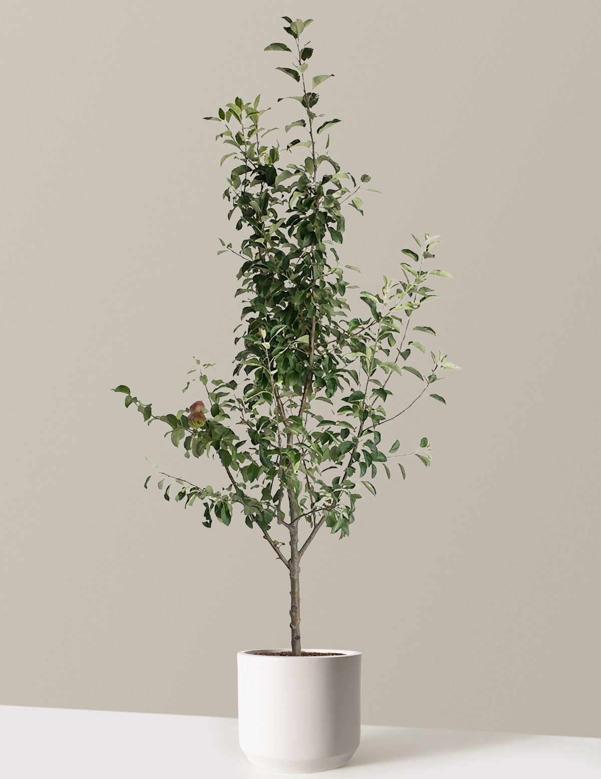 3-in-1 Apple Tree