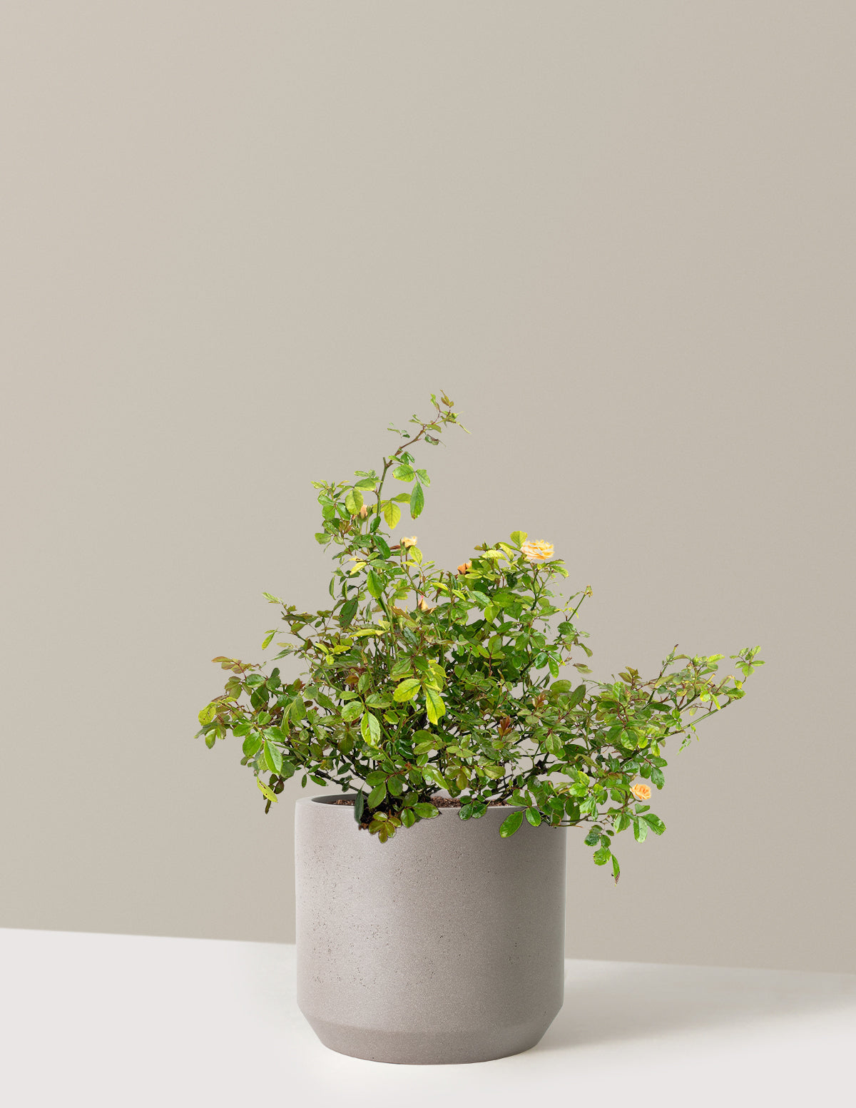 Apricot Drift® Rose