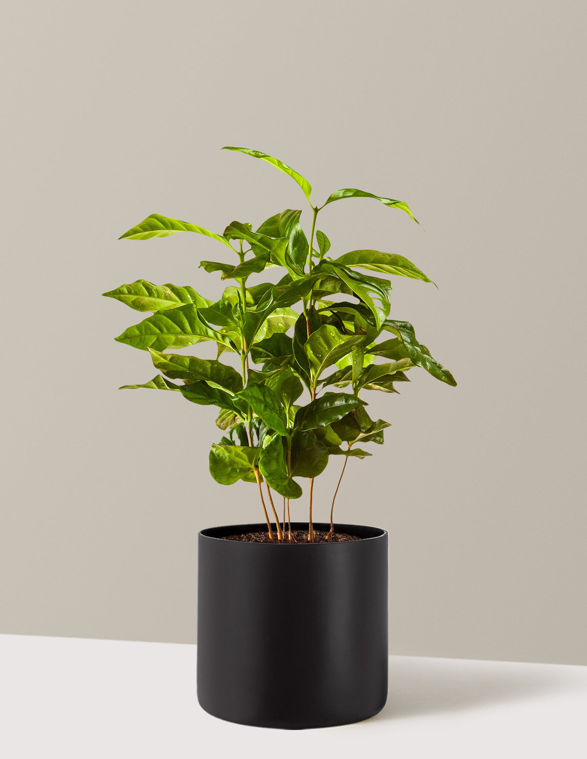 bundle | 3 Gallon | Agnes | Black