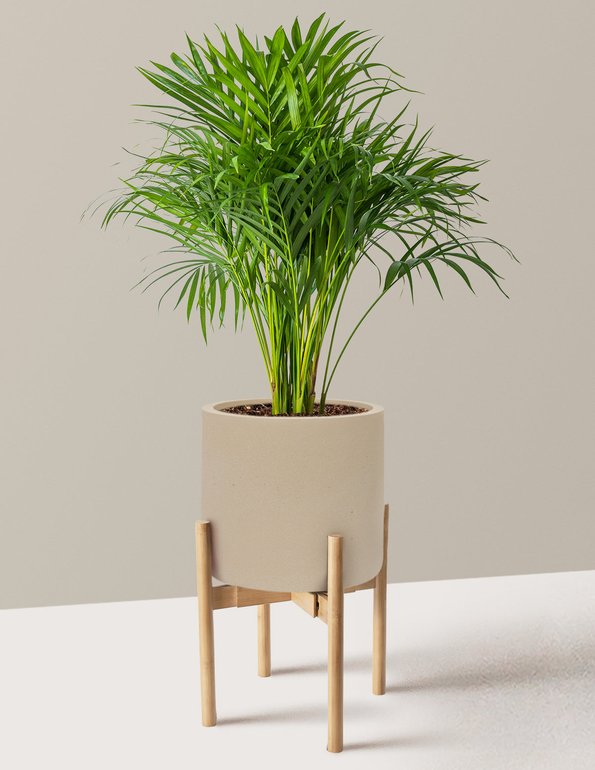 Areca Purifying Palm