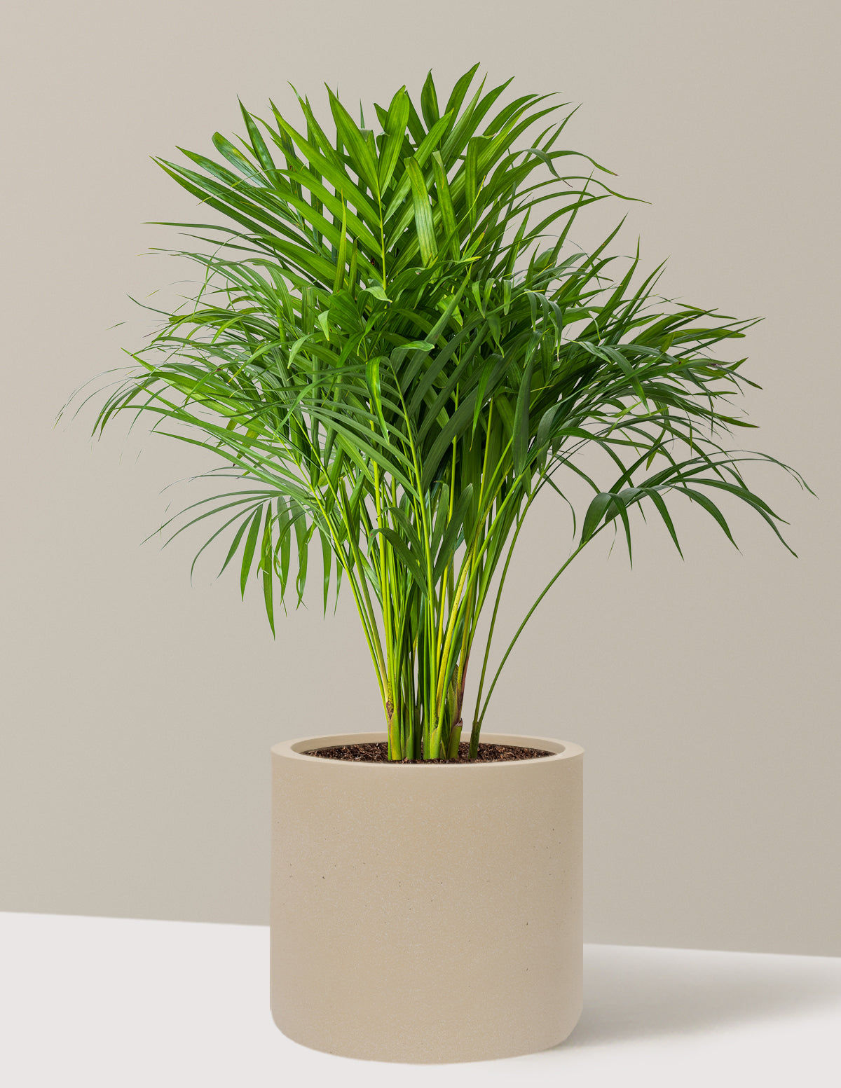 Areca Purifying Palm