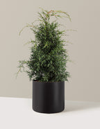 bundle | 2-3 ft - Single | Agnes | Black