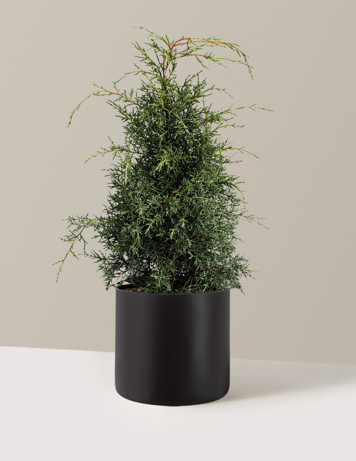 bundle | 2-3 ft - Single | Agnes | Black