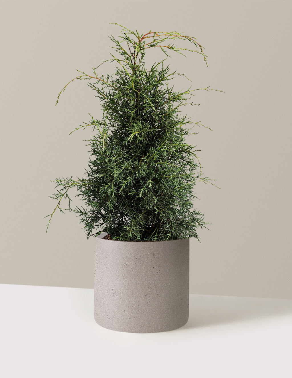 bundle | 2-3 ft - Single | Agnes | Cement Grey